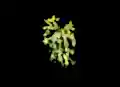 Rhipsalis Oblanga