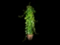 Cissus Rotundifolia