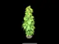 Monstera Monkey Leaf
