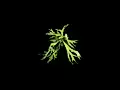 Platycerium Bifurcatum