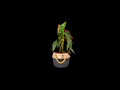 Begonia Silverspot