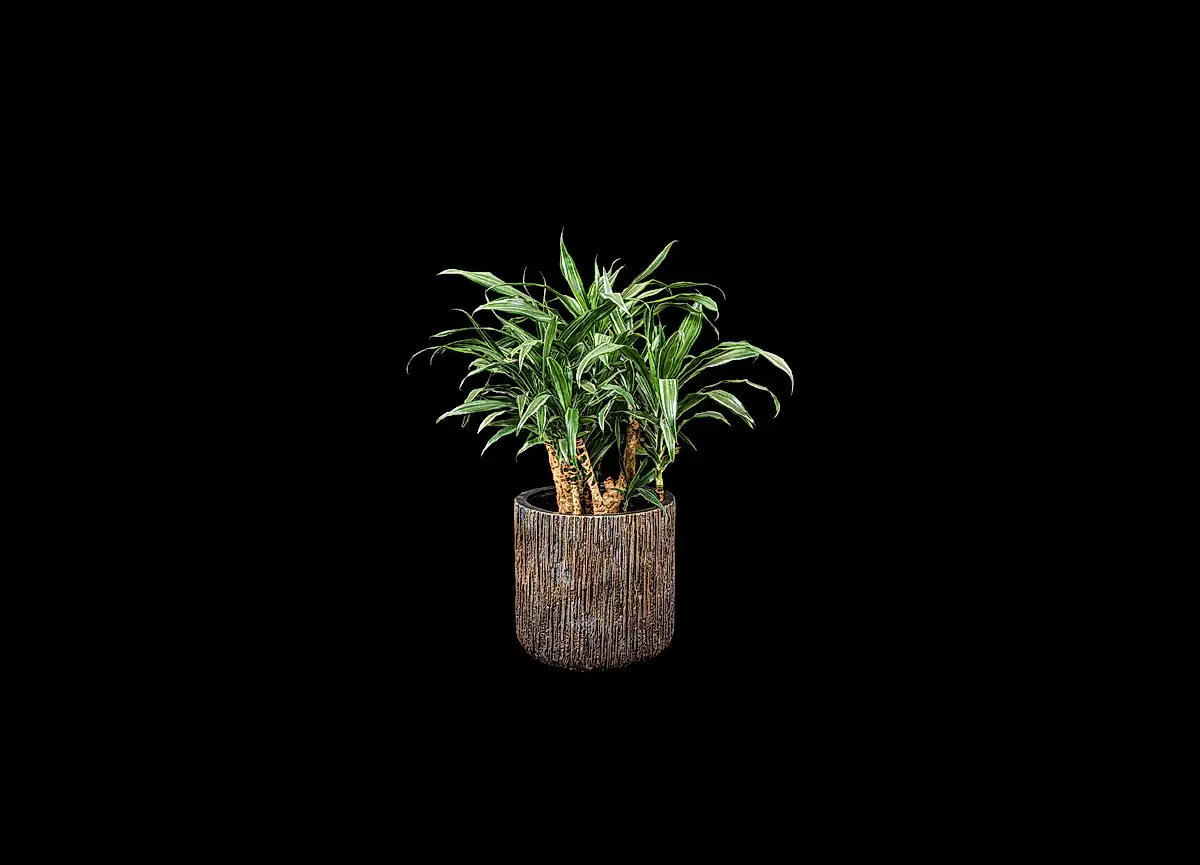 Dracaena Warnecki