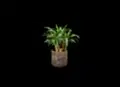 Dracaena Warnecki