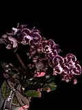 Mini orchids