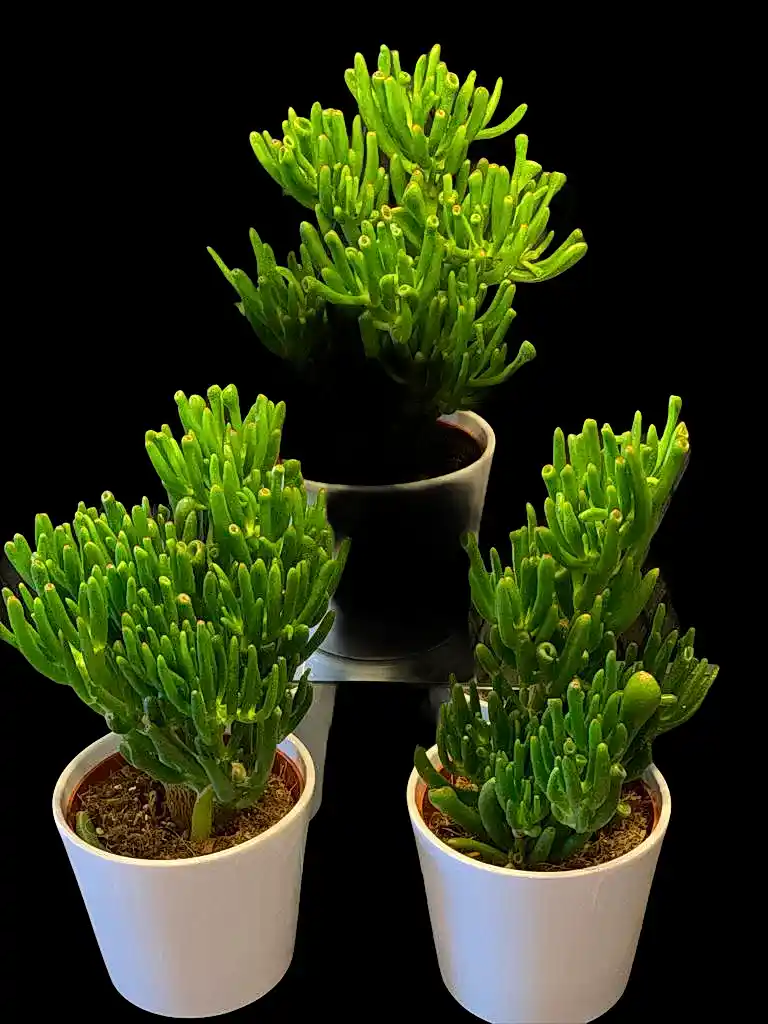 Crassula