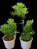Crassula