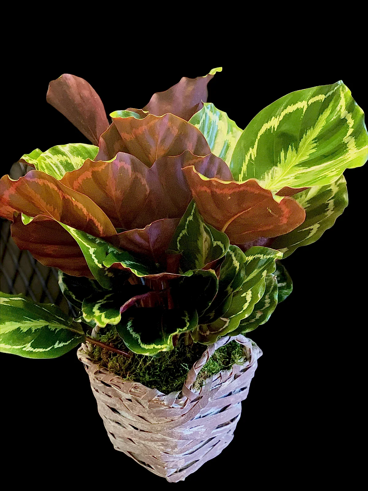 Calathea