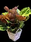 Calathea
